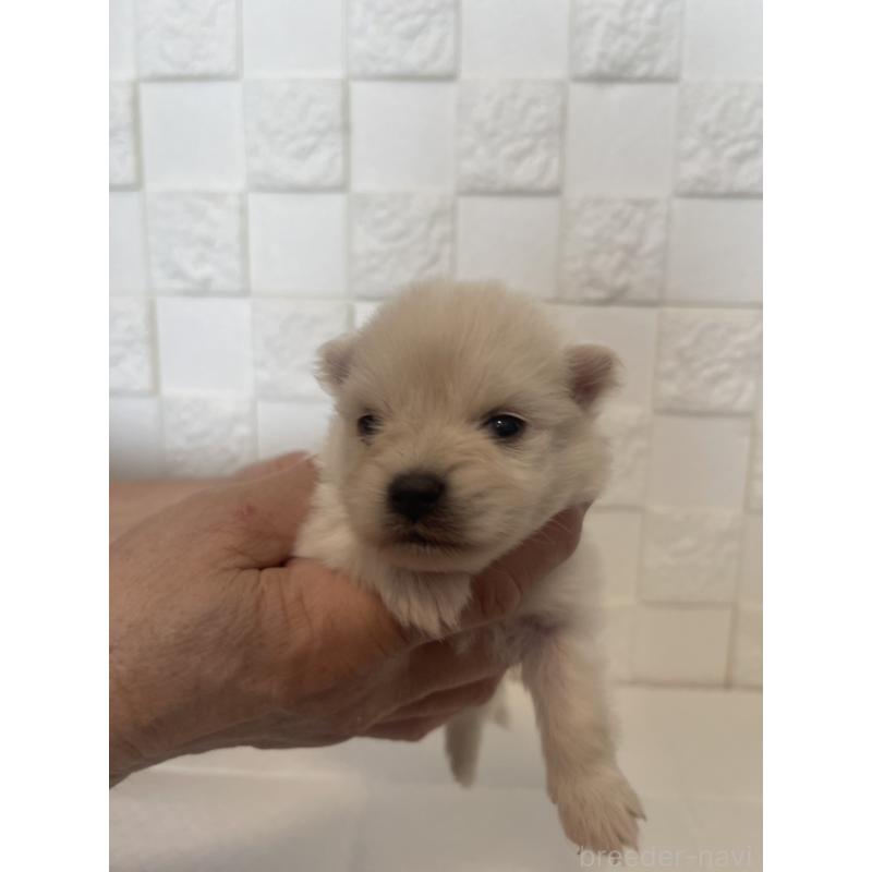 販売中の群馬県のポメラニアン-455300の11枚目