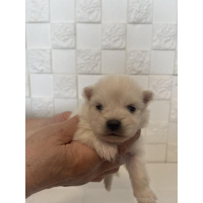 販売中の群馬県のポメラニアン-455300の10枚目