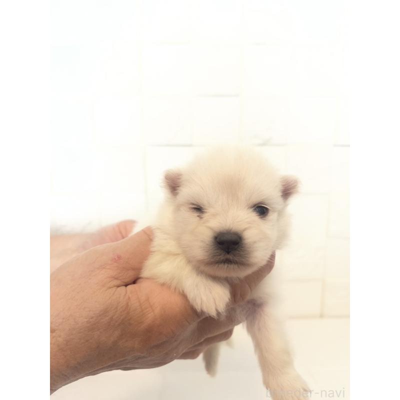 販売中の群馬県のポメラニアン-455300の9枚目