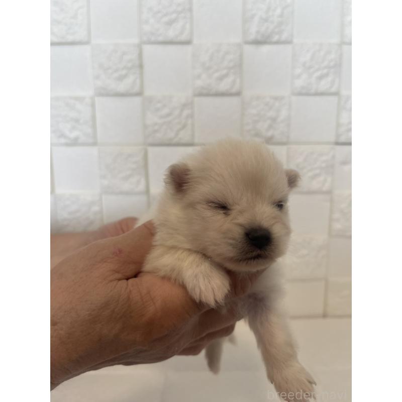 販売中の群馬県のポメラニアン-455300の8枚目