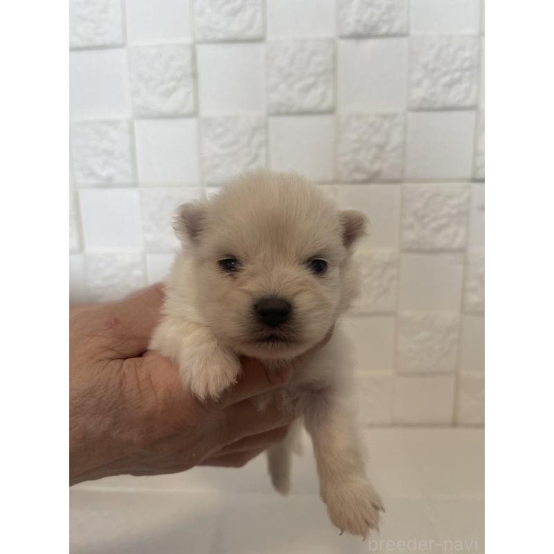 販売中の群馬県のポメラニアン-455300の4枚目