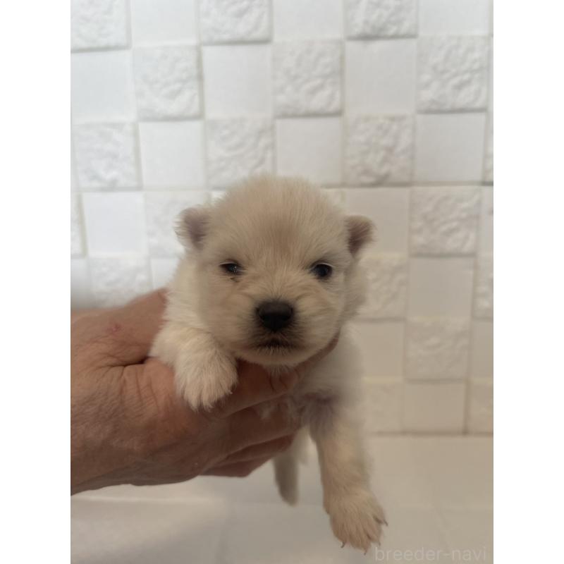 販売中の群馬県のポメラニアン-455300の3枚目