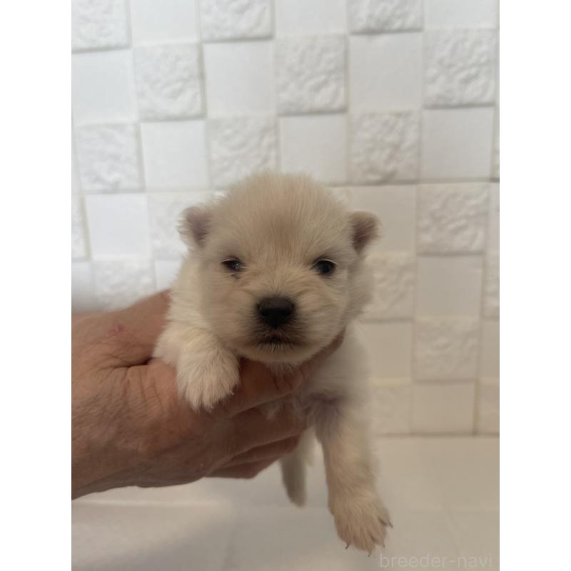 販売中の群馬県のポメラニアン-455300の2枚目