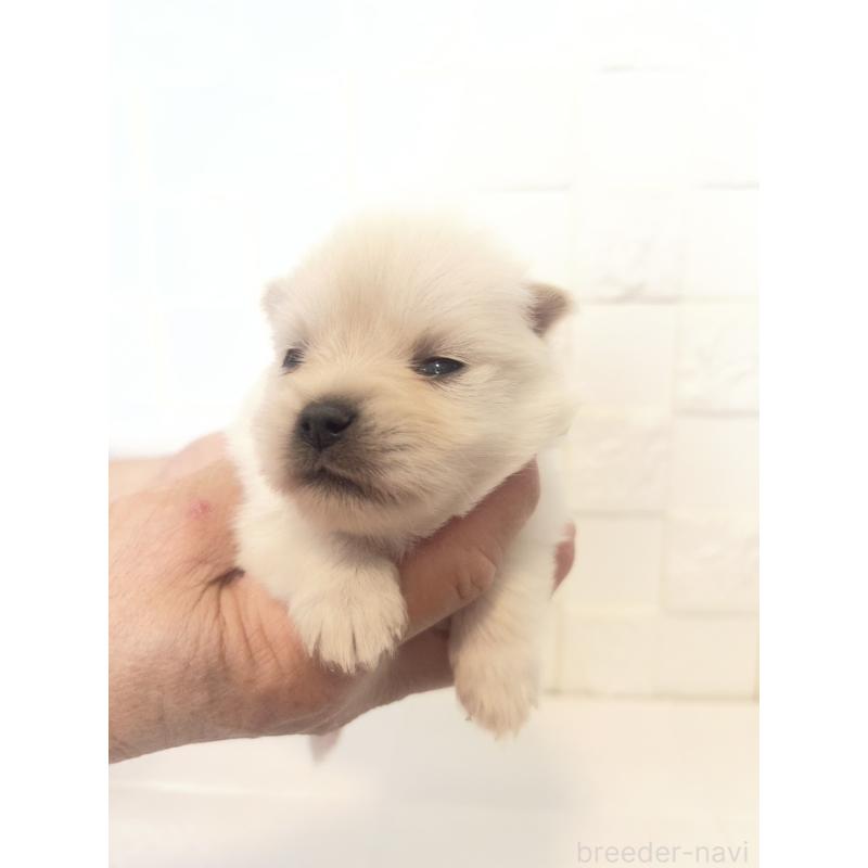 販売中の群馬県のポメラニアン-455301の9枚目