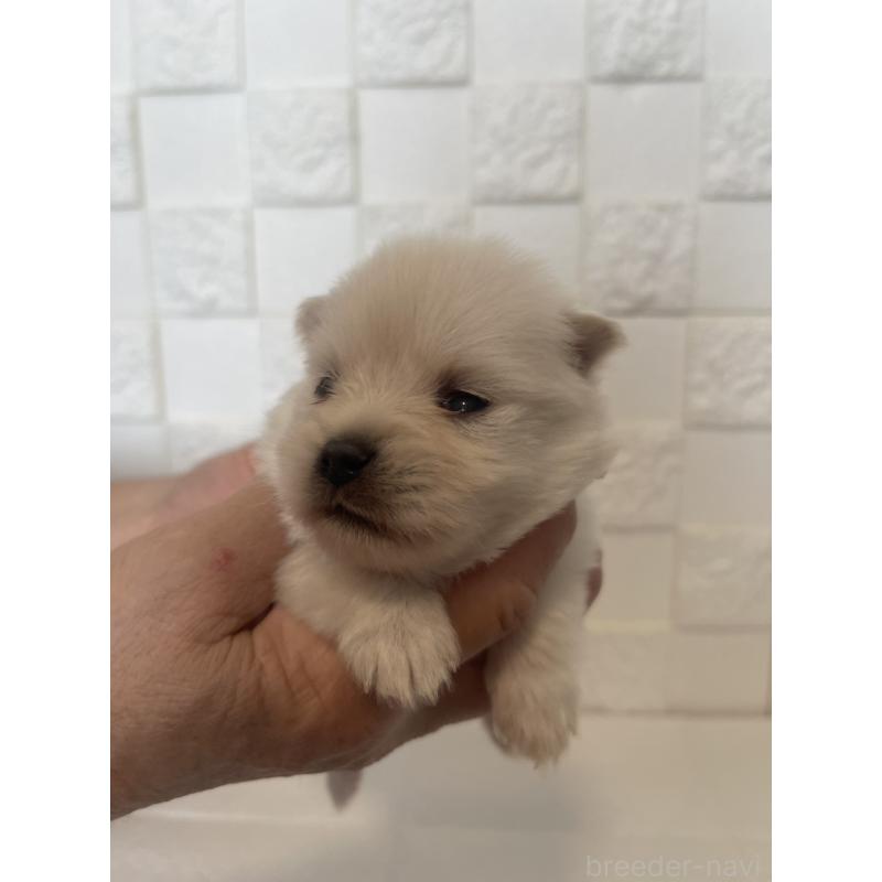 販売中の群馬県のポメラニアン-455301の8枚目