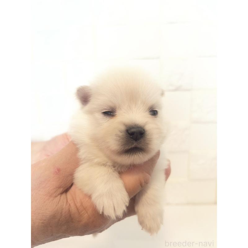 販売中の群馬県のポメラニアン-455301の6枚目