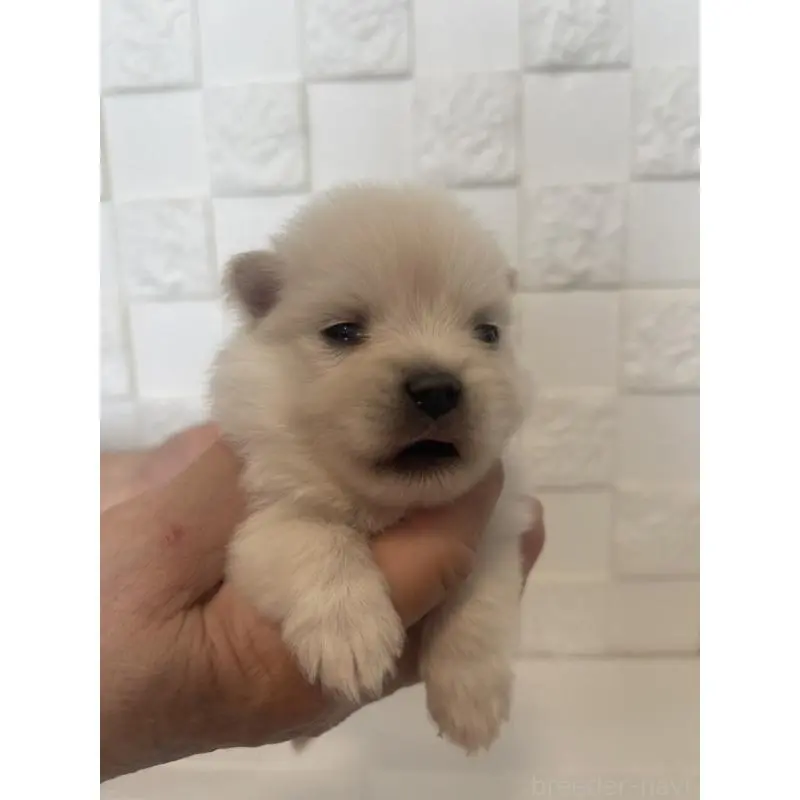 販売中の群馬県のポメラニアン-455301の5枚目