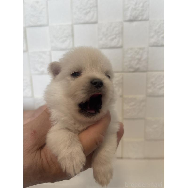 販売中の群馬県のポメラニアン-455301の3枚目