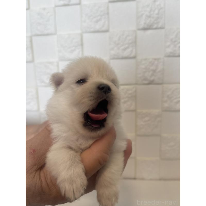 販売中の群馬県のポメラニアン-455301の2枚目