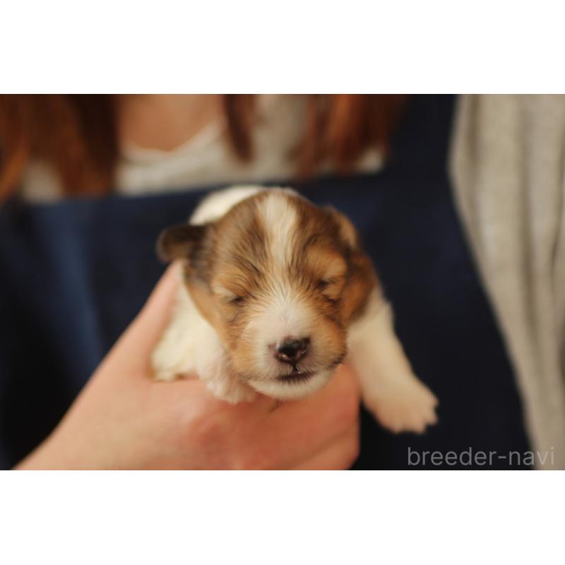 販売中の群馬県のシェットランドシープドッグ(シェルティ)-455303の5枚目