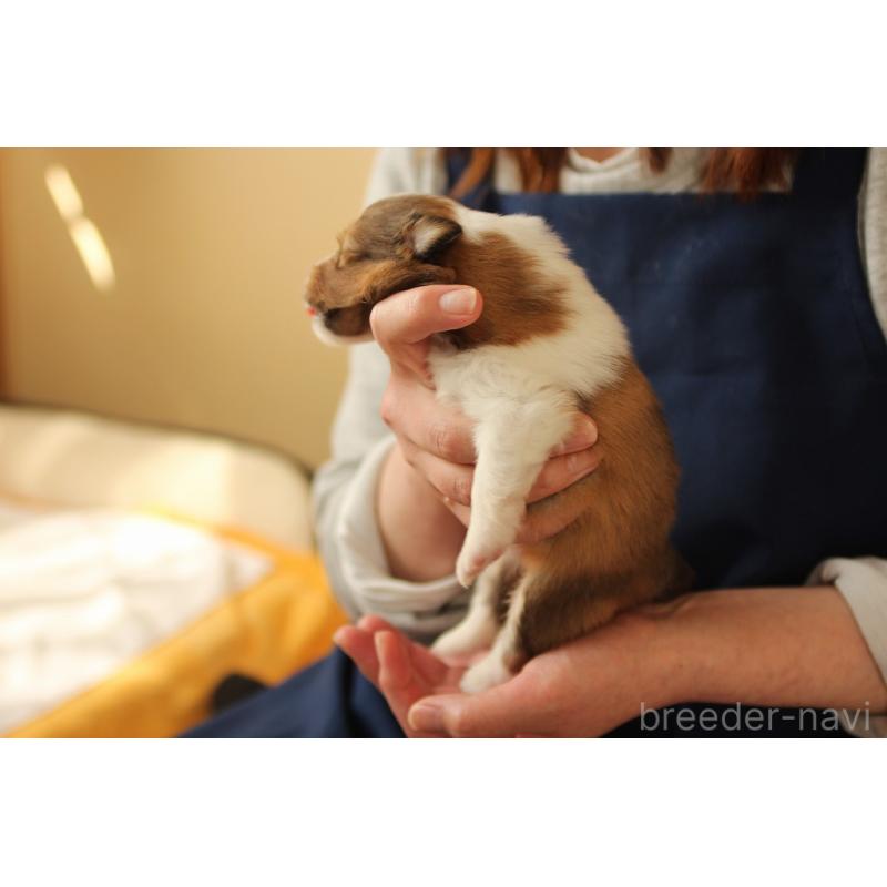 販売中の群馬県のシェットランドシープドッグ(シェルティ)-455303の4枚目