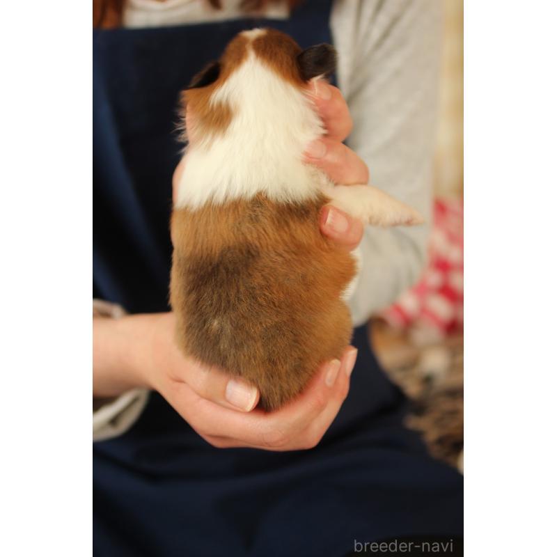 販売中の群馬県のシェットランドシープドッグ(シェルティ)-455303の3枚目