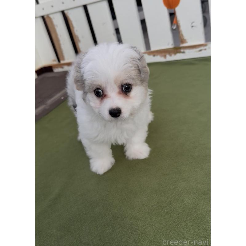 販売中の福岡県のチワマル:チワワ×マルチーズ-446151の3枚目