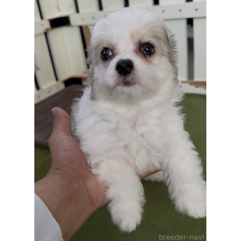 販売中の福岡県のチワマル:チワワ×マルチーズ-446151の2枚目