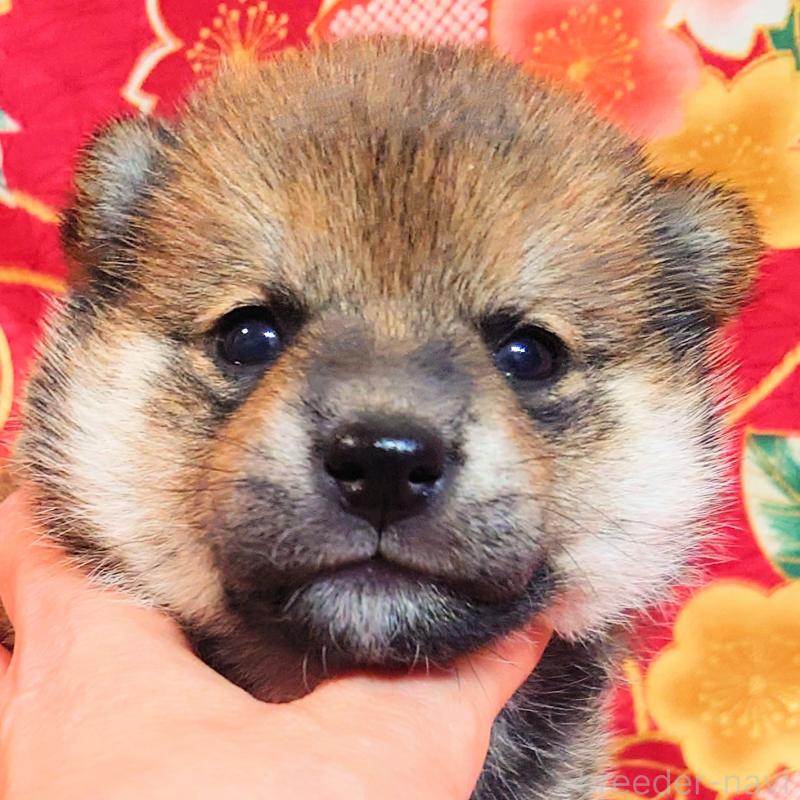 販売中の大阪府の柴犬-454750