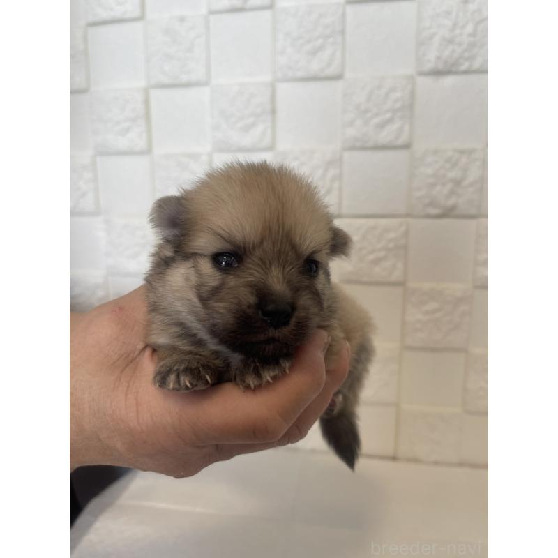 販売中の群馬県のポメラニアン-455302の11枚目