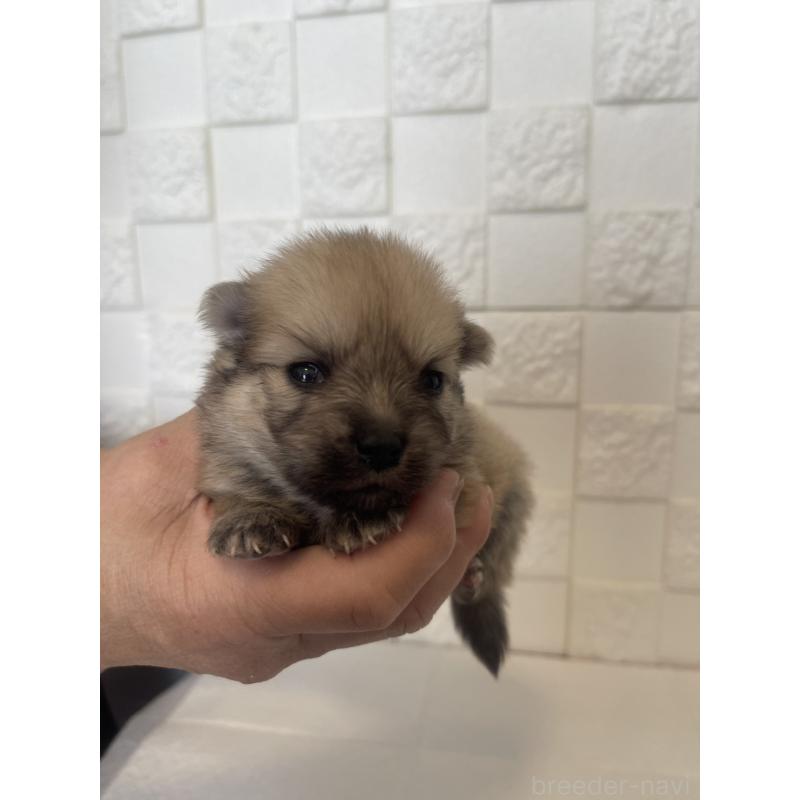 販売中の群馬県のポメラニアン-455302の10枚目