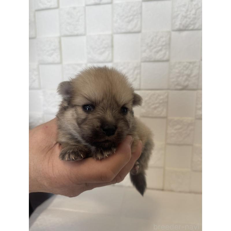 販売中の群馬県のポメラニアン-455302の9枚目