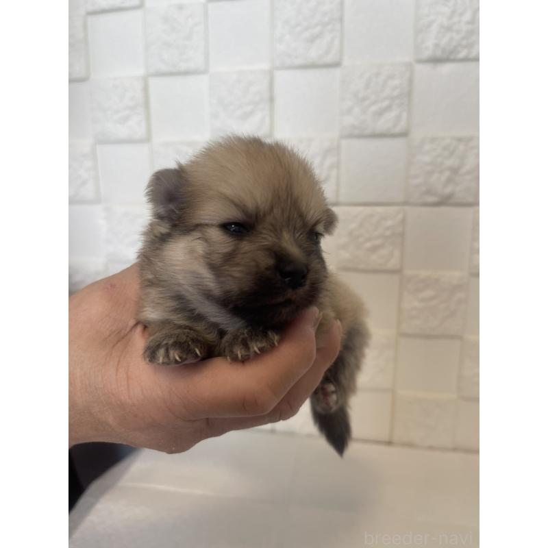 販売中の群馬県のポメラニアン-455302の8枚目