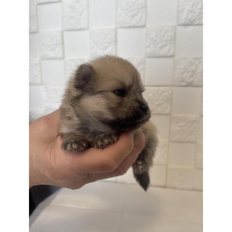 販売中の群馬県のポメラニアン-455302の6枚目