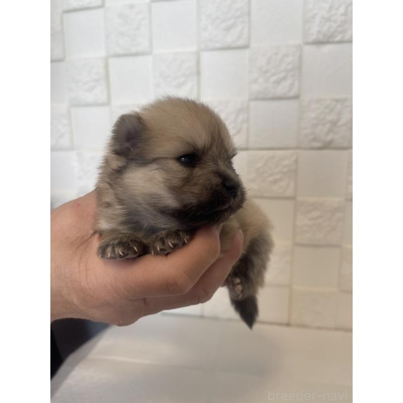 販売中の群馬県のポメラニアン-455302の5枚目