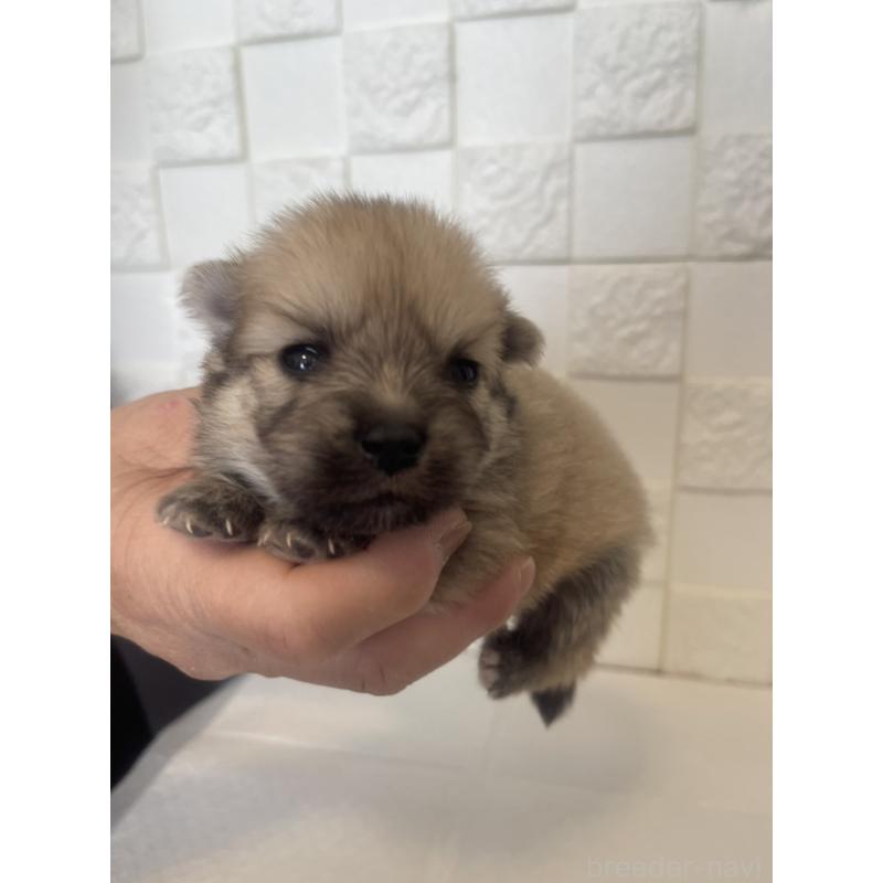 販売中の群馬県のポメラニアン-455302の4枚目