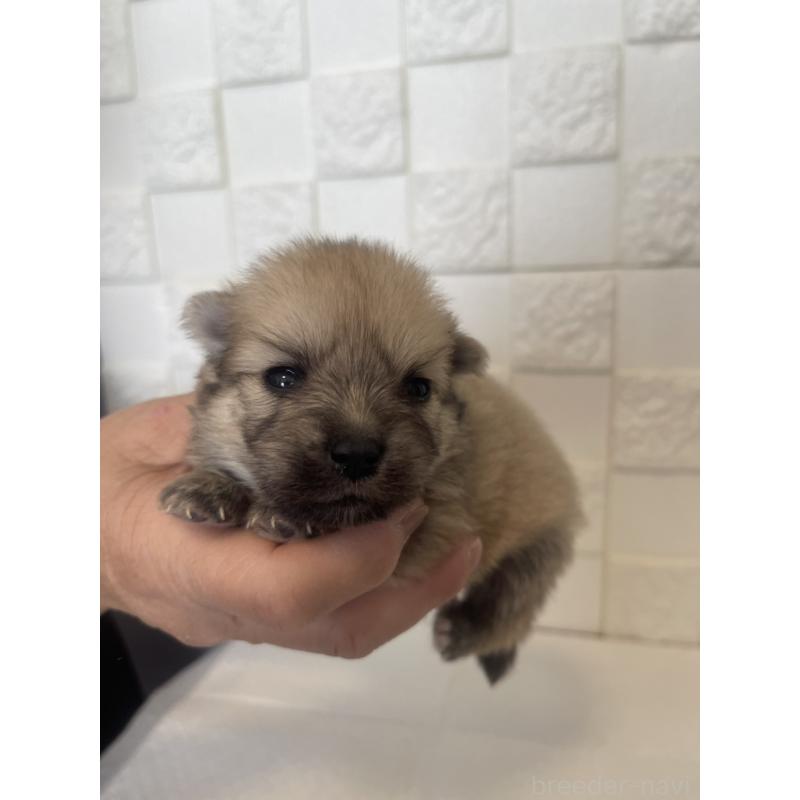 販売中の群馬県のポメラニアン-455302の3枚目