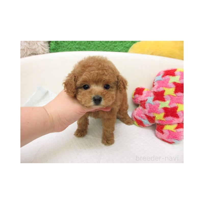 販売中の大阪府のトイプードル-455304の2枚目