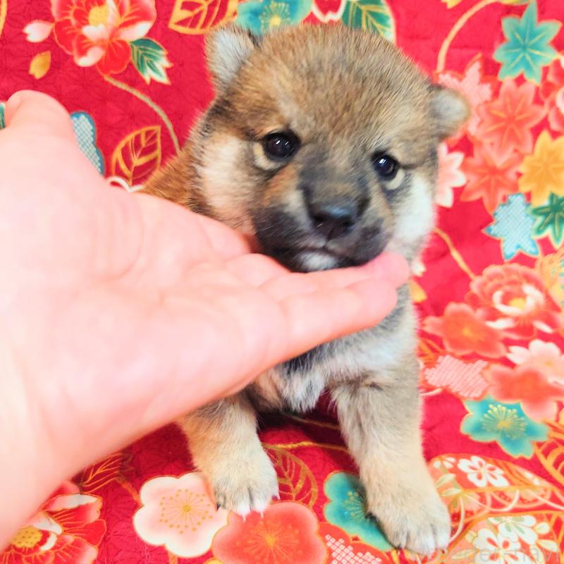 販売中の大阪府の柴犬-454748