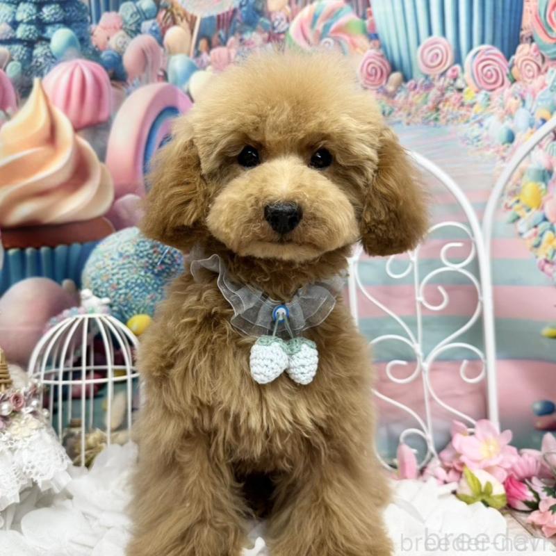 販売中の広島県のタイニープードル-424405