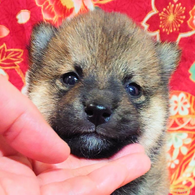 販売中の大阪府の柴犬-454751