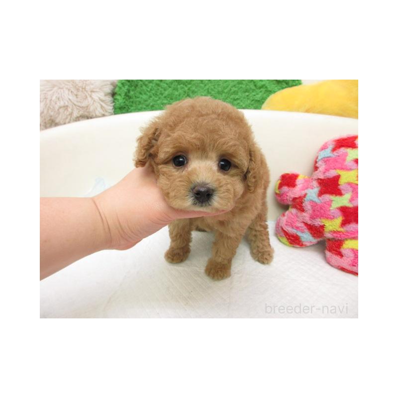 販売中の大阪府のトイプードル-455305の2枚目