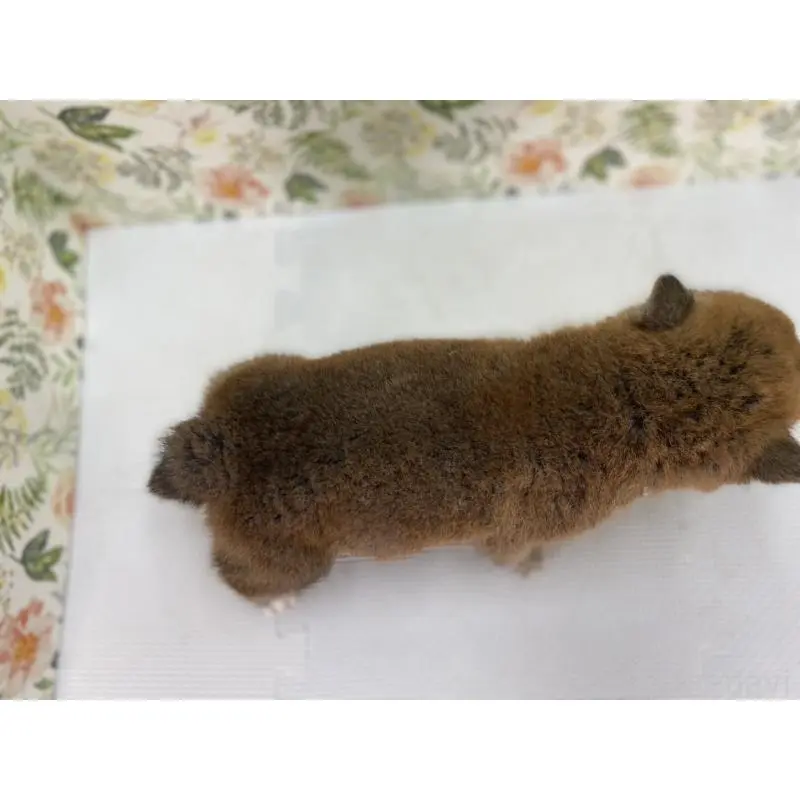 販売中の愛知県の柴犬-455308の4枚目