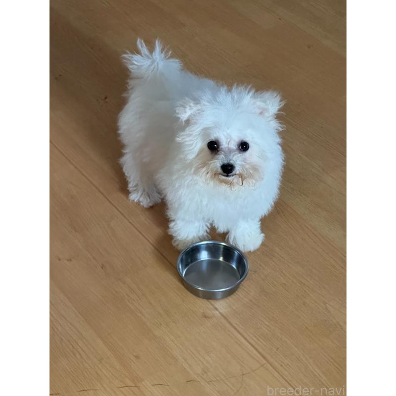 販売中の徳島県のビションフリーゼ-433731