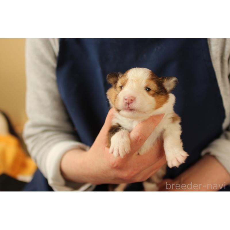 販売中の群馬県のシェットランドシープドッグ(シェルティ)-455307の5枚目