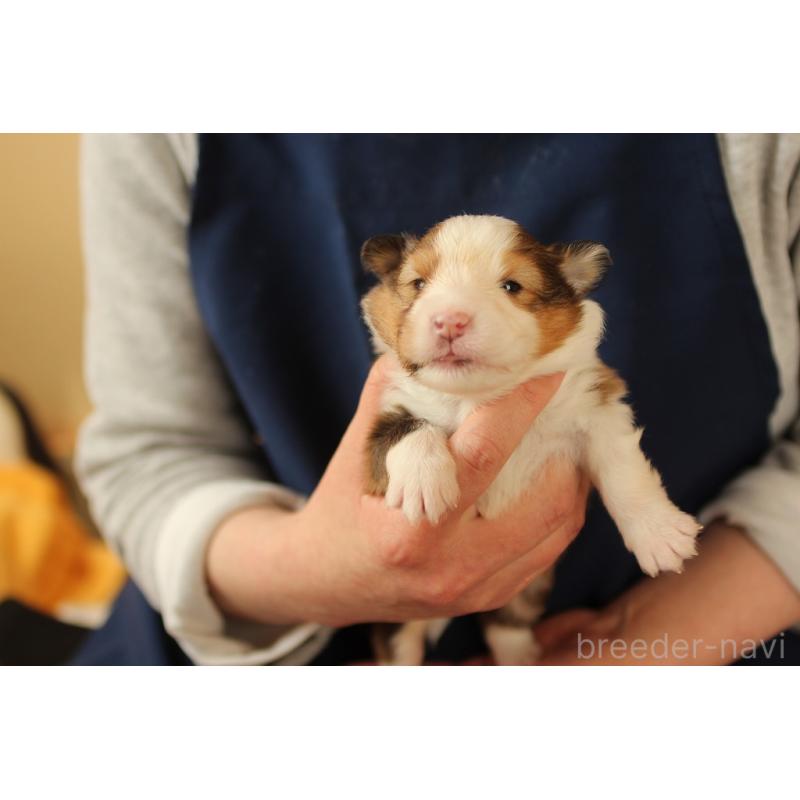 販売中の群馬県のシェットランドシープドッグ(シェルティ)-455307の6枚目