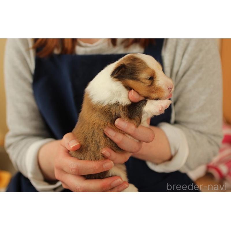 販売中の群馬県のシェットランドシープドッグ(シェルティ)-455307の3枚目