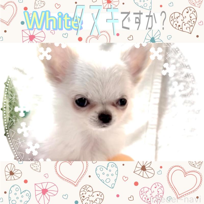 販売中の大阪府のチワワ(ロングコート)-455306の15枚目