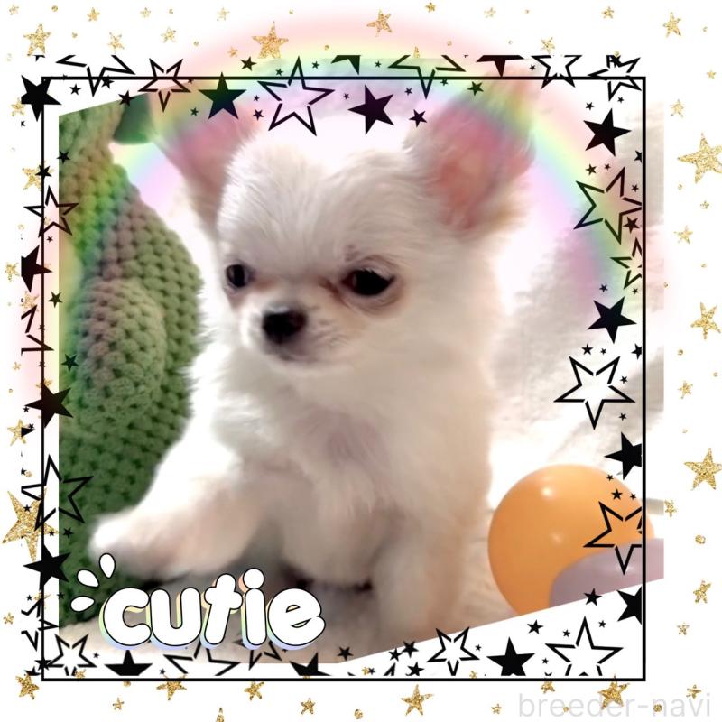 販売中の大阪府のチワワ(ロングコート)-455306の14枚目