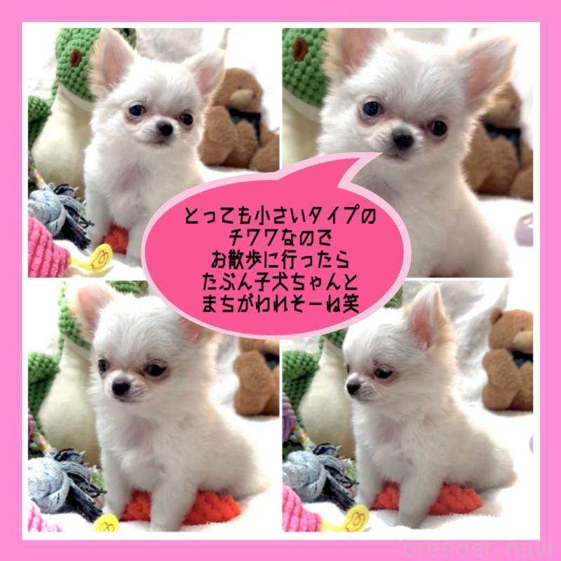 販売中の大阪府のチワワ(ロングコート)-455306の13枚目