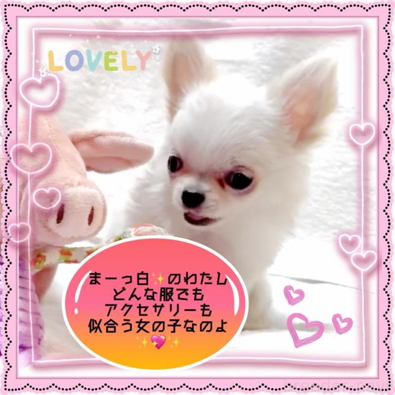 販売中の大阪府のチワワ(ロングコート)-455306の12枚目