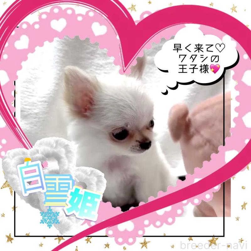 販売中の大阪府のチワワ(ロングコート)-455306の11枚目