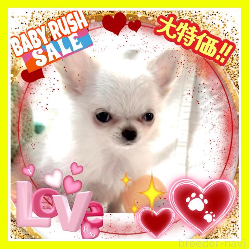 販売中の大阪府のチワワ(ロングコート)-455306