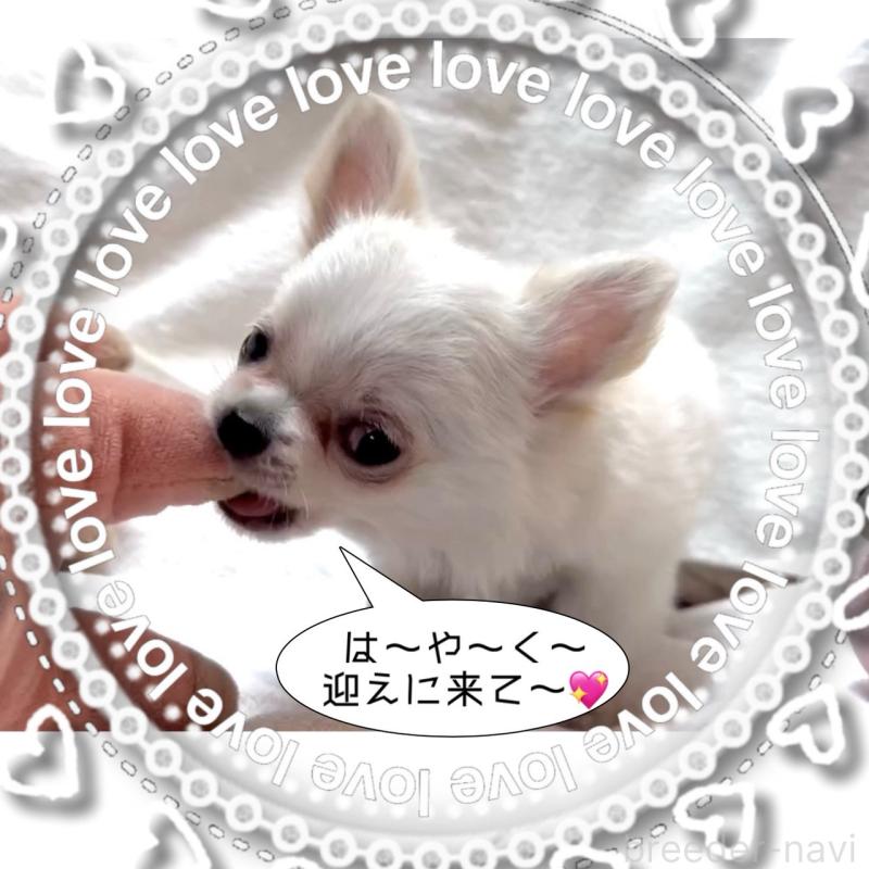 販売中の大阪府のチワワ(ロングコート)-455306の10枚目