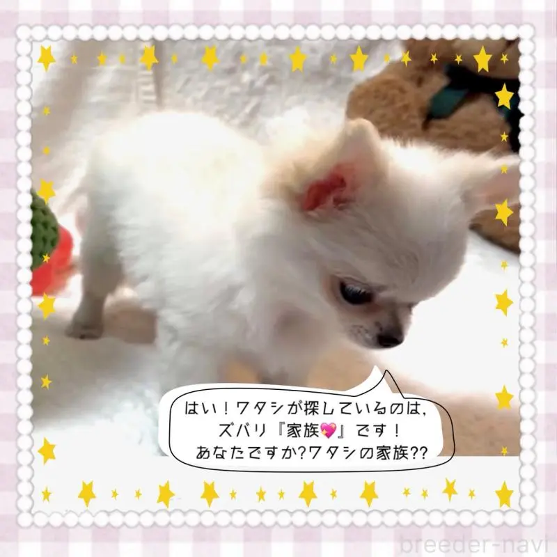 販売中の大阪府のチワワ(ロングコート)-455306の9枚目