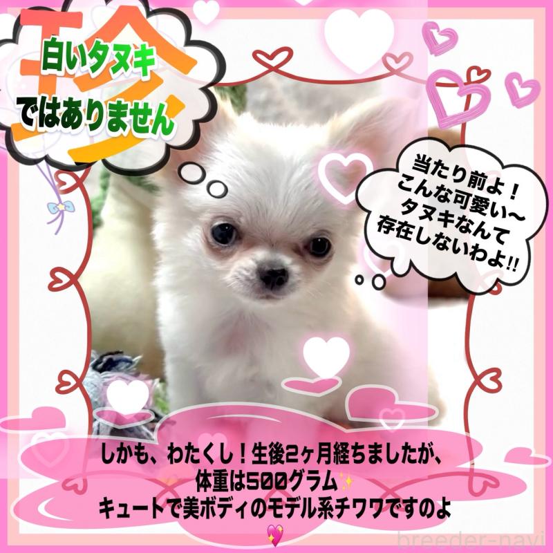 販売中の大阪府のチワワ(ロングコート)-455306の6枚目