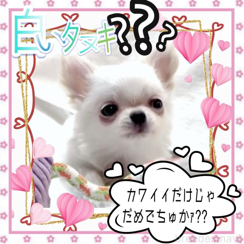 販売中の大阪府のチワワ(ロングコート)-455306の4枚目