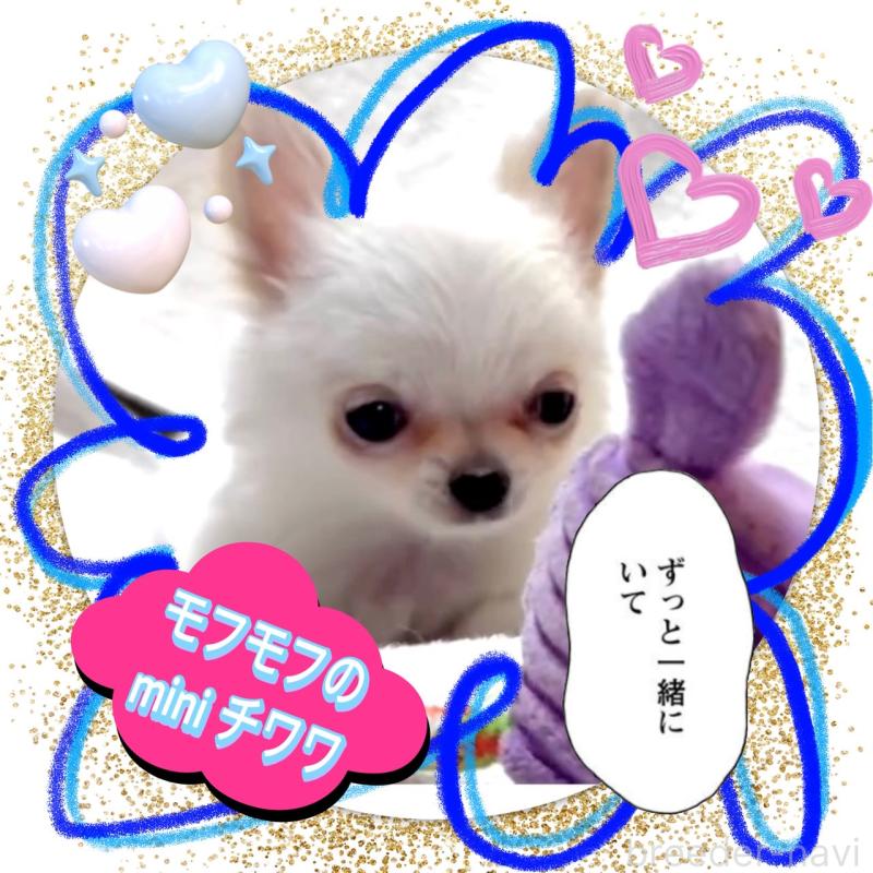 販売中の大阪府のチワワ(ロングコート)-455306の3枚目