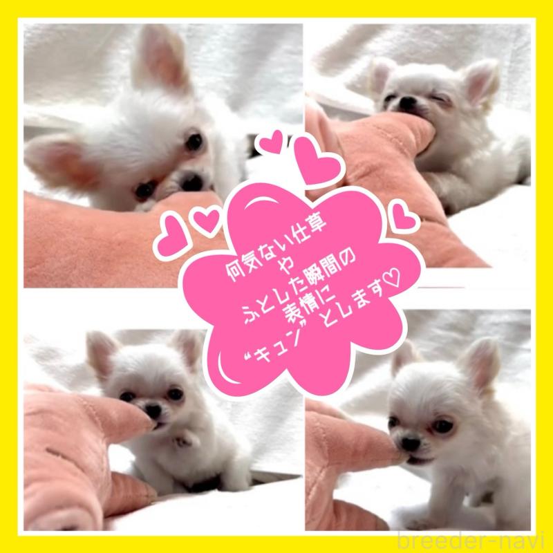 販売中の大阪府のチワワ(ロングコート)-455306の2枚目