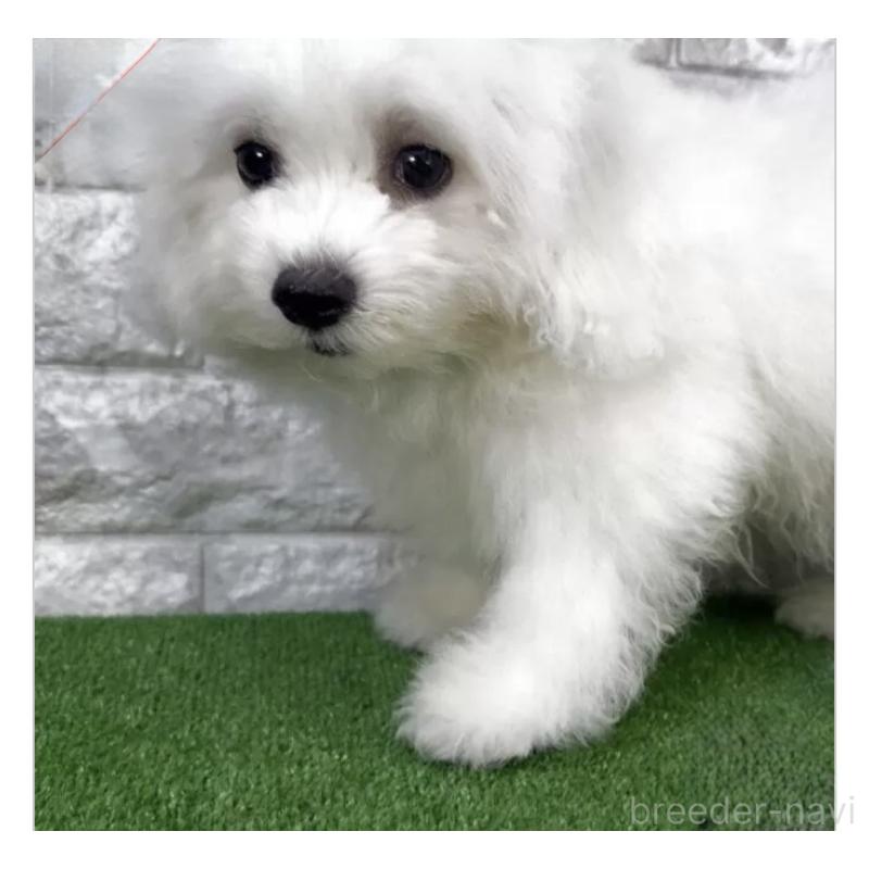 販売中の埼玉県のビションフリーゼ-447385の2枚目